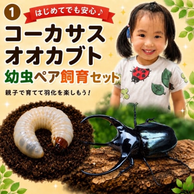 【虹色Farm】コーカサスオオカブト 幼虫2匹(ペア)　～初心者の方も安心!飼育キット2点付