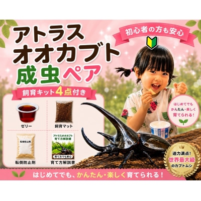 【虹色Farm】アトラスオオカブト 成虫ペア ～初心者の方も安心!飼育キット4点付