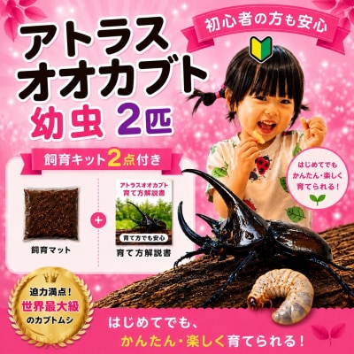 【虹色Farm】アトラスオオカブト 幼虫2匹(ペア) ～初心者の方も安心!飼育キット2点付