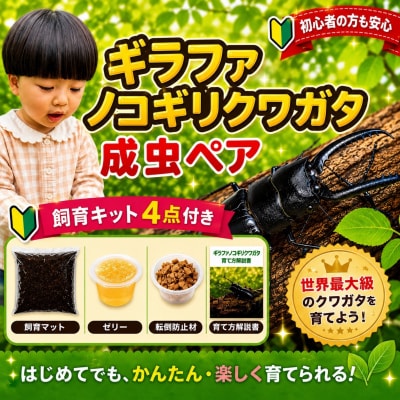 【虹色Farm】ギラファノコギリクワガタ 成虫ペア ～初心者の方も安心!飼育キット4点付