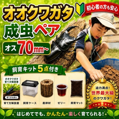【虹色Farm】オオクワガタ 成虫ペア(オス70mm～)～初心者の方も安心!飼育キット5点付