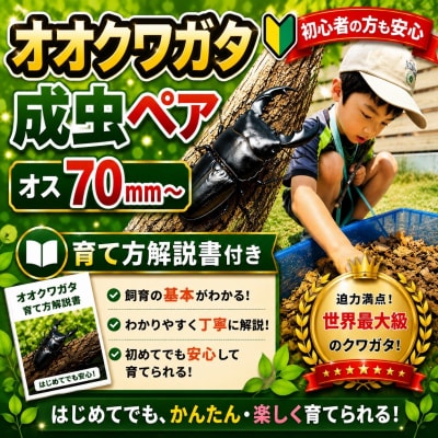 【虹色Farm】オオクワガタ 成虫ペア(オス70mm～)～初心者の方も安心!育て方解説書付き～