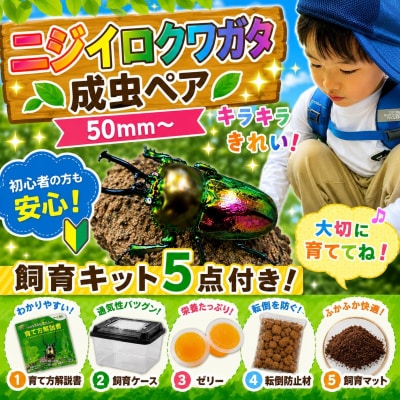【虹色Farm】ニジイロクワガタ 成虫ペア(50mm～) ～初心者の方も安心!飼育キット5点付