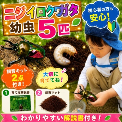 【虹色Farm】ニジイロクワガタ 幼虫5匹 ～初心者の方も安心!飼育キット2点付