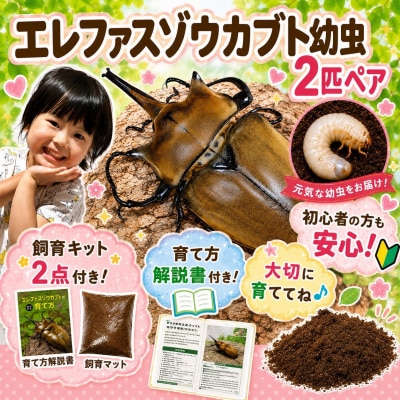 【虹色Farm】エレファスゾウカブト 幼虫2匹(ペア) ～初心者の方も安心!飼育キット2点付