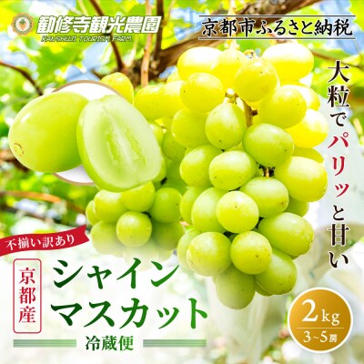 冷蔵なのですぐ食べれる!【京都市 勧修寺観光農園】不揃い訳あり 京都市産 シャインマスカット 2kg
