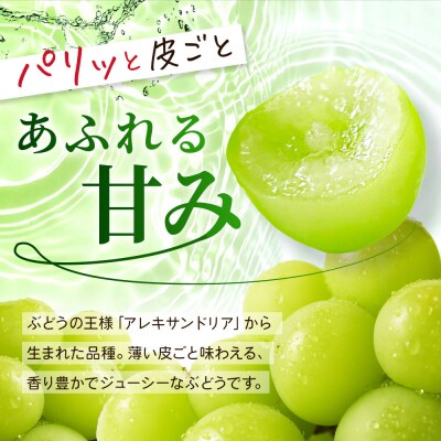 冷蔵なのですぐ食べれる!【京都市 勧修寺観光農園】不揃い訳あり 京都市産 シャインマスカット 2kg