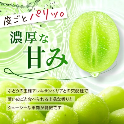 《先行予約 2026年8月下旬～9月発送》不揃い訳あり 京都市産 シャインマスカット 1kg