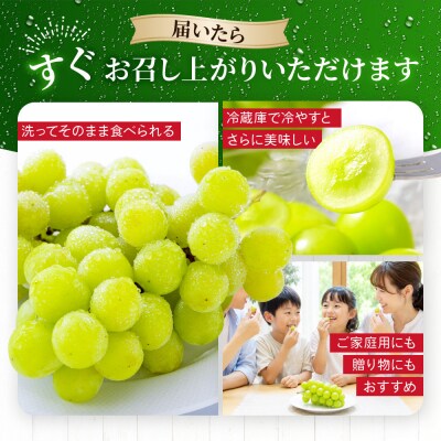 冷蔵なのですぐ食べれる!【京都市 勧修寺観光農園】不揃い訳あり 京都市産 シャインマスカット 1kg