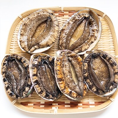 《おまかせ》若狭湾の天然活アワビ600g以上