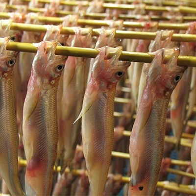 ししゃものふるさと　しらぬか産ししゃも【オスメス 70尾】