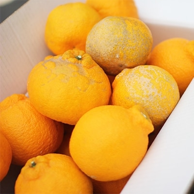 農家の休憩デコ(C品15kg)