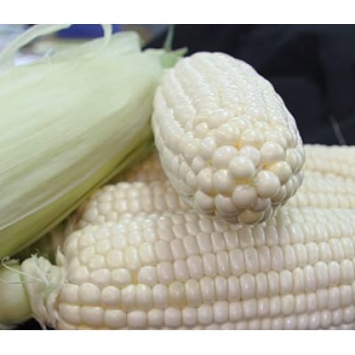 甘い!白い!でかい!とうもろこし　白いおおもの　2kg