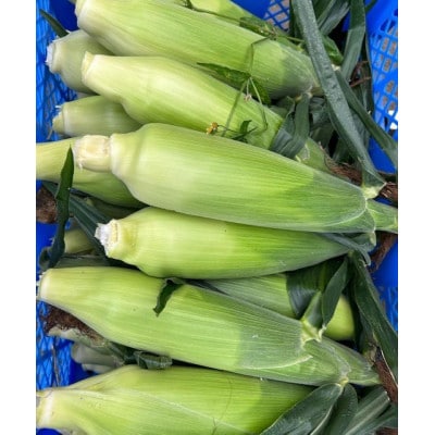 でかい!白い!甘い!とうもろこし　白いおおもの　5kg
