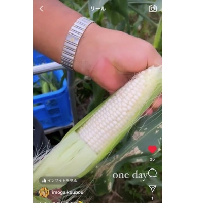 でかい!白い!甘い!とうもろこし　白いおおもの　5kg
