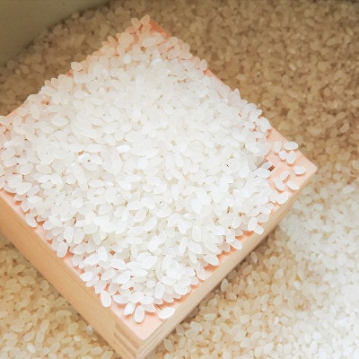 令和5年産 茨城県産 コシヒカリ 5kg