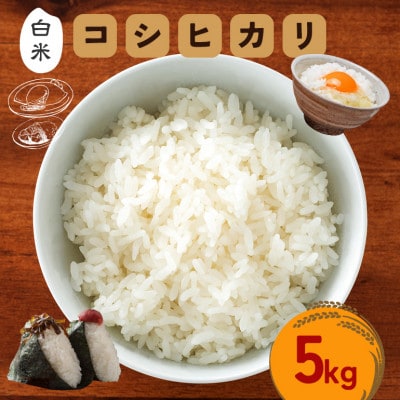 令和7年度 笠間産 コシヒカリ 5kg　精米