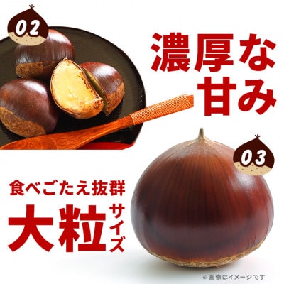 【先行予約　2026年9月下旬以降発送】アカツファームのぽろたん(生栗)4L 1kg