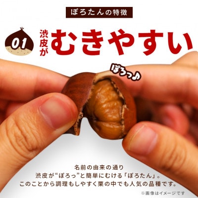 【先行予約　2026年9月下旬以降発送】アカツファームのぽろたん(生栗)4L 2kg