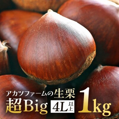 【2026年10月中旬以降に出荷】アカツファームの生栗  4L以上 メガマロン 1kg
