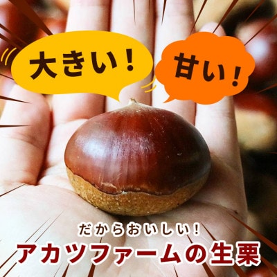 【2026年10月中旬以降に出荷】アカツファームの生栗  4L以上 メガマロン 1kg