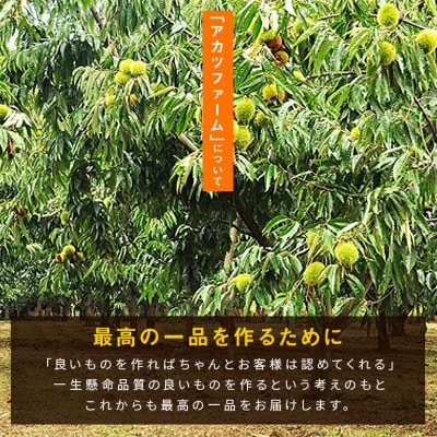 【2026年10月中旬以降に出荷】アカツファームの生栗  4L以上 メガマロン 1kg