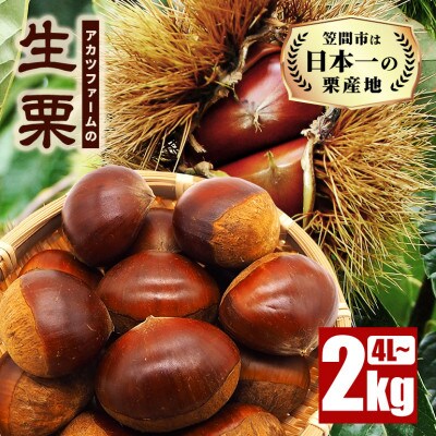 【2026年10月中旬以降に出荷】アカツファームの生栗  4L以上 メガマロン 2kg