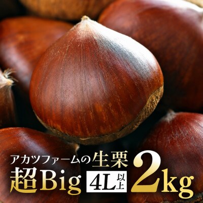 【2026年10月中旬以降に出荷】アカツファームの生栗  4L以上 メガマロン 2kg