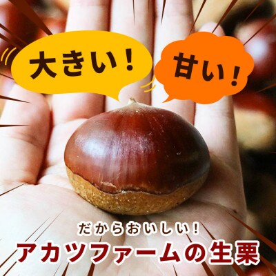 【2026年10月中旬以降に出荷】アカツファームの生栗  4L以上 メガマロン 2kg