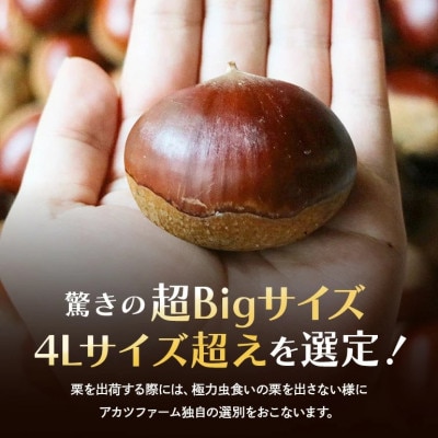 【2026年10月中旬以降に出荷】アカツファームの生栗  4L以上 メガマロン 2kg