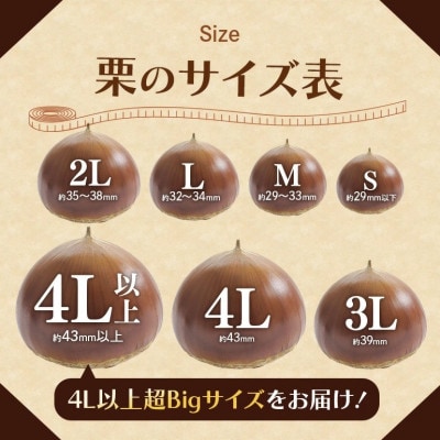 【2026年10月中旬以降に出荷】アカツファームの生栗  4L以上 メガマロン 2kg