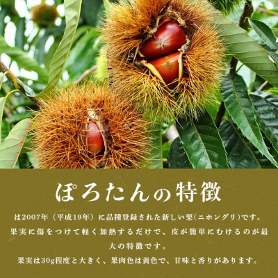 【2026年 秋 先行予約】笠間の栗・箱田農園の生栗「ぽろたん」1kg(3L以上)