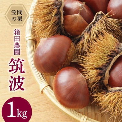【2026年 秋 先行予約】笠間の栗・箱田農園の生栗「筑波」1kg