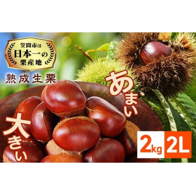 【2026年先行予約】 熟成生栗 栗 2kg 2L 数量限定 国産和栗 農産物直売所すわ