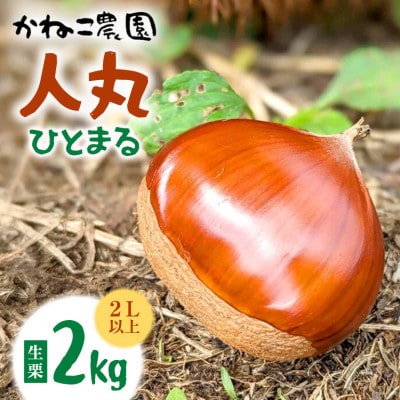 【2026年秋　先行予約】笠間の栗・かねこ農園の生栗「人丸(ひとまる)」2kg(2L以上)