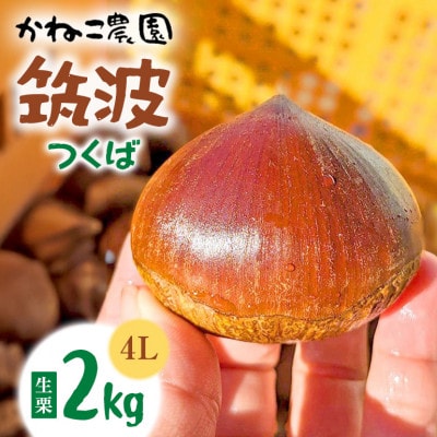 【2026年秋　先行予約】笠間の栗・かねこ農園の生栗「筑波(つくば)」2kg(4L以上)