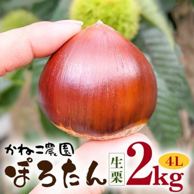 【2026年秋　先行予約】笠間の栗・かねこ農園の生栗「ぽろたん」2kg(4L)