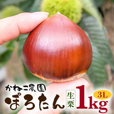 【2026年秋　先行予約】笠間の栗・かねこ農園の生栗「ぽろたん」1kg(3L)