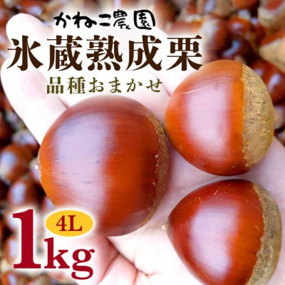 【2026年秋　先行予約】笠間の栗・かねこ農園の氷蔵熟成栗　品種おまかせ1kg(4L)