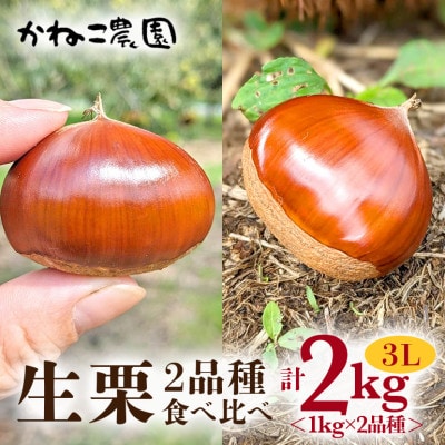 【2026年秋　先行予約】笠間の栗・かねこ農園の生栗　食べ比べ1kg×2品種(3L)
