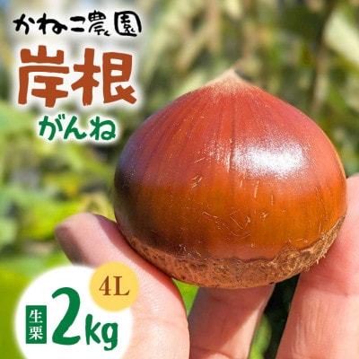【2026年秋　先行予約】笠間の栗・かねこ農園の生栗「岸根(がんね)」2kg(4L)