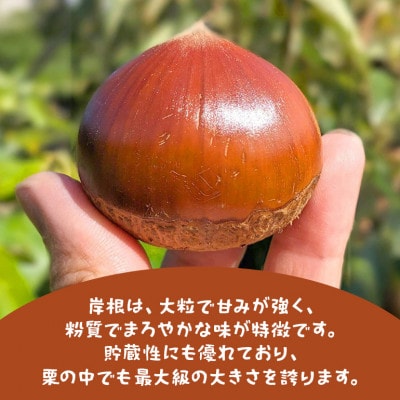 【2026年秋　先行予約】笠間の栗・かねこ農園の生栗「岸根(がんね)」2kg(4L)