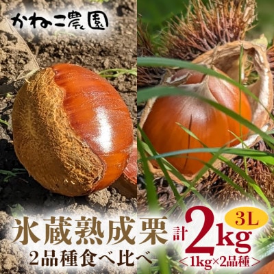 【2026年秋　先行予約】笠間の栗・かねこ農園の氷蔵熟成栗　食べ比べ1kg×2品種(3L)