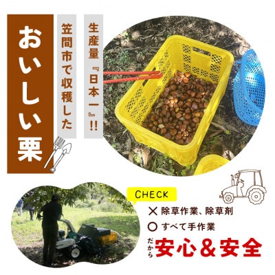【2026年 秋 出荷】カサマロンの生栗 1kg×1袋　笠間市