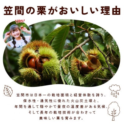 【2026年 秋 出荷】カサマロンの生栗 1kg×1袋　笠間市