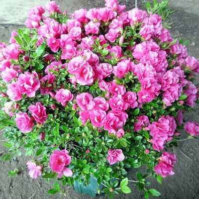 19年 美しい花で心を豊かに ふるさと納税で人気の花 観葉植物ランキングトップ10 暮らしニスタ 19年 美しい花で心を豊かに ふるさと納税で人気の花 観葉植物ランキングトップ10 暮らしニスタ