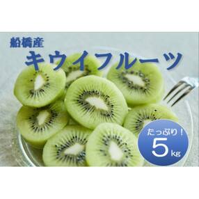 船橋産キウイフルーツ5.0kg未追熟バラ詰め(11/8〜11/30発送)まるり(E01)