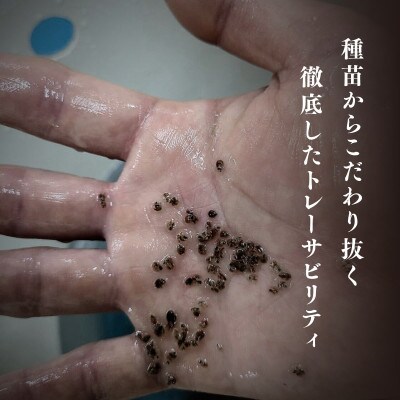あまべ牡蠣(10個)&産地連携牡蠣(約1kg)食べ比べセット(生食用)合計1.6kg