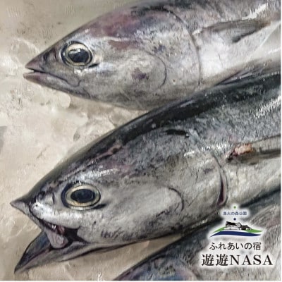 《2パック|計500g》スマカツオ　宗田鰹たたき(250g×2P)　希少高級!幻の魚