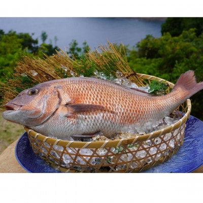 《約250g以上》タイ (柵) 刺身用　小分けタイプ　冷凍でお届けします!